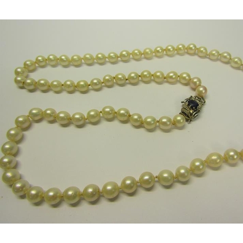 204 - A string of cultured Pearls with a sapphire and diamond set clasp.  Pearls 68cms l.