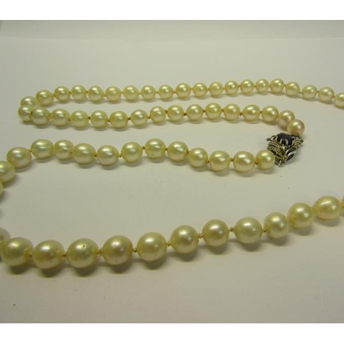 204 - A string of cultured Pearls with a sapphire and diamond set clasp.  Pearls 68cms l.