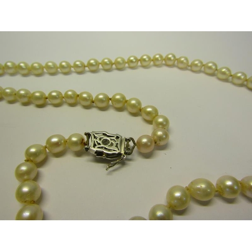 204 - A string of cultured Pearls with a sapphire and diamond set clasp.  Pearls 68cms l.