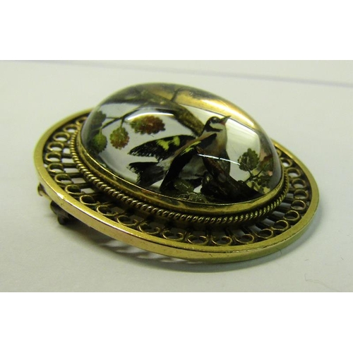 167 - An early 20c gilt metal framed brooch featuring an encased Goldcrest.  3.5cms.