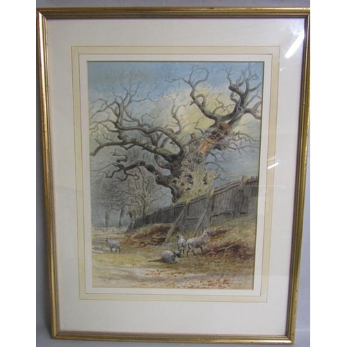 444 - Thomas Smythe 1825/1906 an oak tree with sheep in the foreground, watercolour, signed.  Framed and g... 