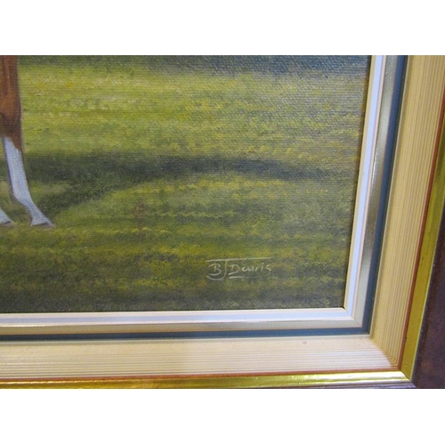 501 - B J Davis - a Chestnut Stallion, signed, oil on canvas.  Framed, 24cms x 29cms.