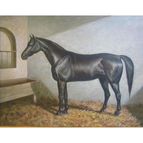 502 - B Kytes - a Black Stallion in a stable setting, signed, oil on canvas.  Framed, 50cms x 60cms.