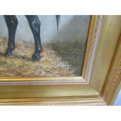 502 - B Kytes - a Black Stallion in a stable setting, signed, oil on canvas.  Framed, 50cms x 60cms.