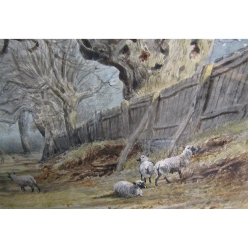 444 - Thomas Smythe 1825/1906 an oak tree with sheep in the foreground, watercolour, signed.  Framed and g... 