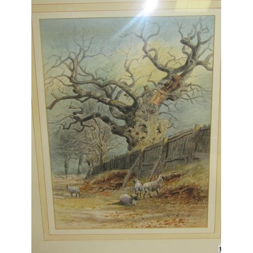 1568 - THOMAS SMYTHE - SHEEP AND THE OLD OAK TREE, WATERCOLOURS.  SIGNED F/G 45 cms x 33 cms