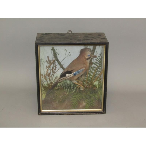 5 - A late 19c/early 20c taxidermy cased figure of a Jay in a naturalistic setting, the case 33.5cm w, 3... 