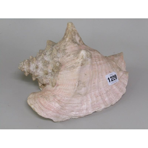 1229 - TWO LARGE SHELLS, LARGEST 27CM L