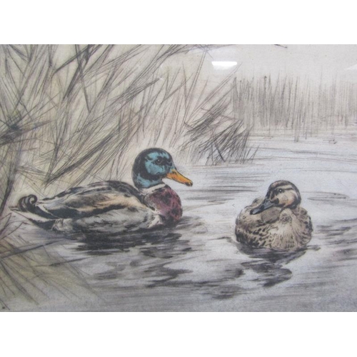 1041 - HENRY WILKINSON - MALLARD DUCKS, SIGNED LTD EDITION COLOURED PRINT F/G 28 x 35 cms