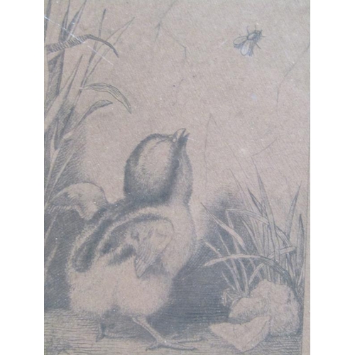 1043 - FRANK PATON - YOUNG CHICK AND INSECT, BLACK AND WHITE ENGRAVING.  F/G 18 x 13cms