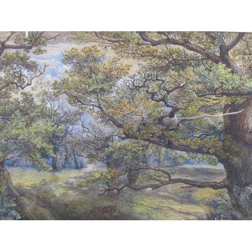 270 - Unsigned 19c - A oak tree forest with a stream, watercolour, framed and glazed, 50cm x 76cm.