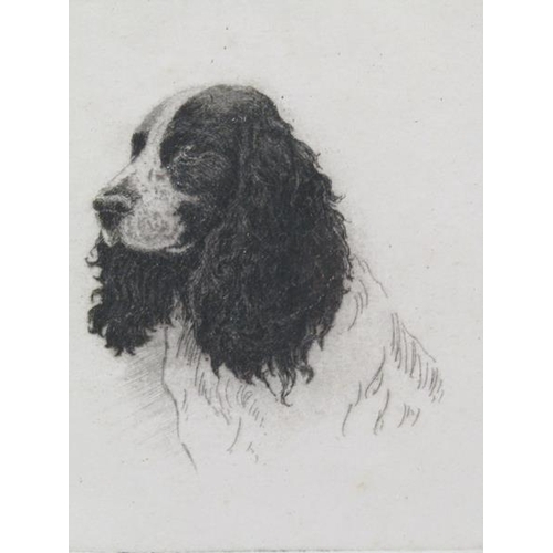 1022 - RBE WOODHOUSE - F/G B&W ETCHING, SPANIEL DOG, 15CM X 14CM