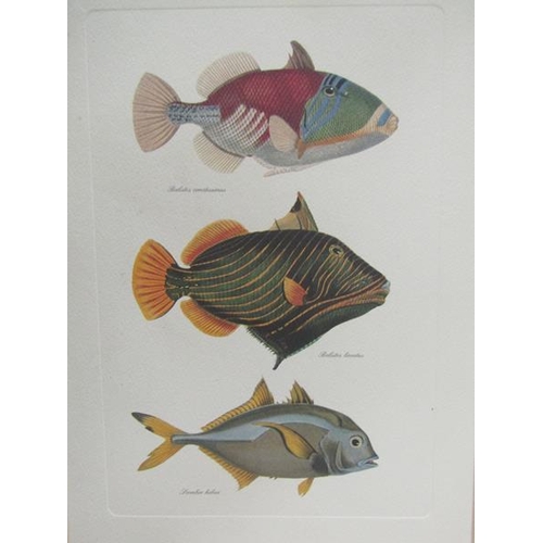 614 - TWO FISH PRINTS