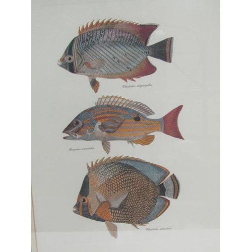 614 - TWO FISH PRINTS