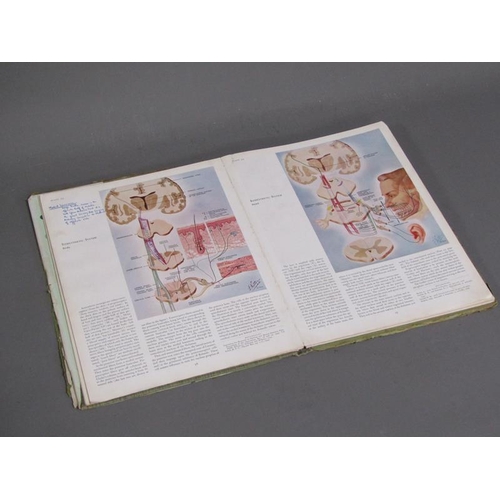 1102 - ABRAHAM KAPLAN - ILLUSTRATED BOOK, ANATOMY OF THE SPINE AND OTHER PARTS OF THE NERVOUS SYSTEM