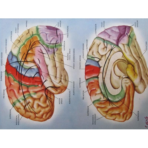 1102 - ABRAHAM KAPLAN - ILLUSTRATED BOOK, ANATOMY OF THE SPINE AND OTHER PARTS OF THE NERVOUS SYSTEM