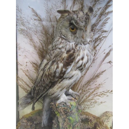 1106 - TAXIDERMY MODEL OF AN OWL, IN CASE, 47CM H OVERALL