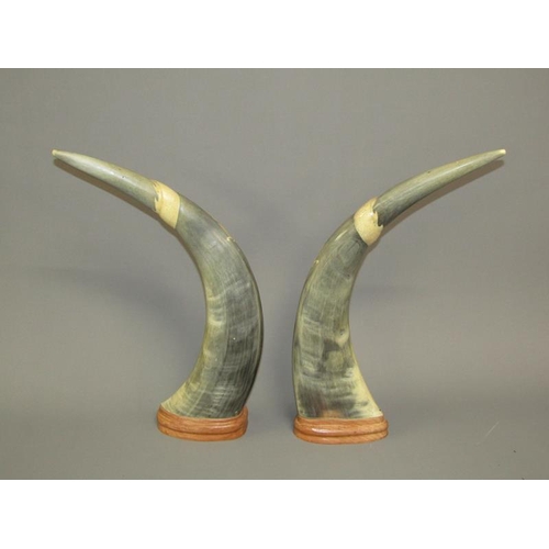 1129 - PAIR OF ORIENTAL CARVED HORNS, 46CM H