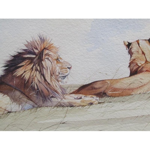 1139 - ALLAN CARTER, LION AND LIONESS SIGNED WATERCOLOUR F/G 18 x 58 cms