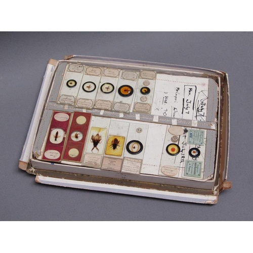 38 - A collection of eighty prepared microscopic insect slides, many prepared in the mid to late 19c.