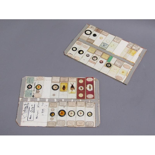 38 - A collection of eighty prepared microscopic insect slides, many prepared in the mid to late 19c.