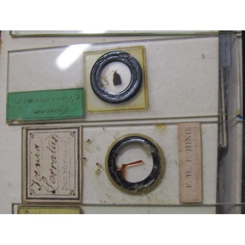 38 - A collection of eighty prepared microscopic insect slides, many prepared in the mid to late 19c.
