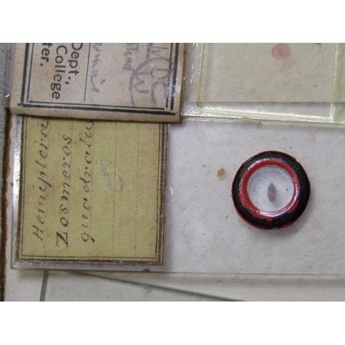 38 - A collection of eighty prepared microscopic insect slides, many prepared in the mid to late 19c.