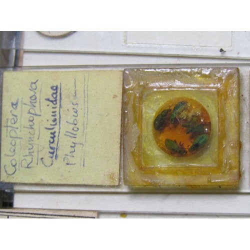 38 - A collection of eighty prepared microscopic insect slides, many prepared in the mid to late 19c.