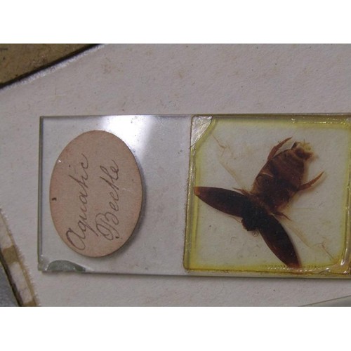 38 - A collection of eighty prepared microscopic insect slides, many prepared in the mid to late 19c.