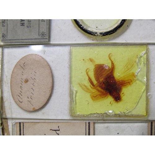 38 - A collection of eighty prepared microscopic insect slides, many prepared in the mid to late 19c.
