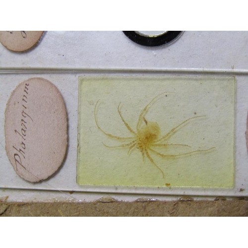 38 - A collection of eighty prepared microscopic insect slides, many prepared in the mid to late 19c.