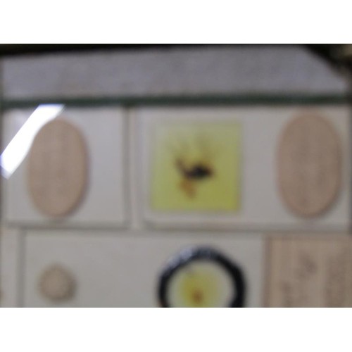 38 - A collection of eighty prepared microscopic insect slides, many prepared in the mid to late 19c.