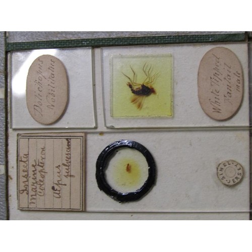38 - A collection of eighty prepared microscopic insect slides, many prepared in the mid to late 19c.