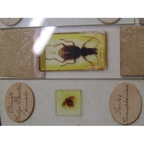 38 - A collection of eighty prepared microscopic insect slides, many prepared in the mid to late 19c.
