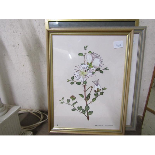 49 - COLLECTION OF BOTANICAL WATERCOLOURS ETC