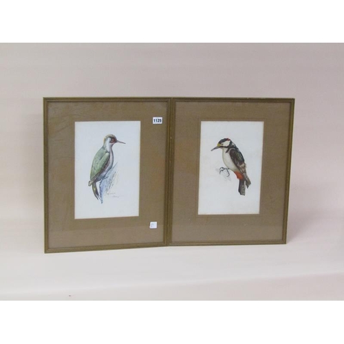 1125 - V THOMAS 62, GREEN WOODPECKER AND A LESSER SPOTTED WOODPECKER, EACH F/G 32 x 22 cms