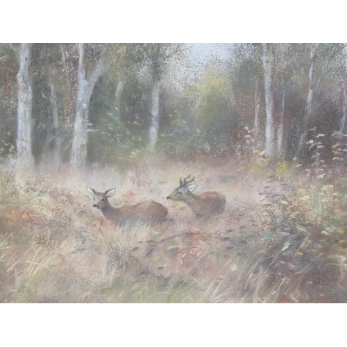 1241 - JOHN ROSS - PAIR, DEER IN EAST BENLA FOREST, SIGNED EACH F/G, 32CM X 45CM