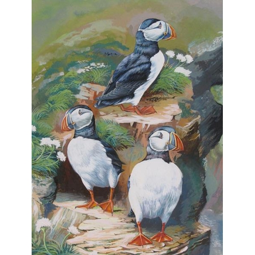 1249 - FS BEGG - THREE ORNITHOLOGICAL PAINTINGS - PUFFINS, THRUSH & PEREGRINE FALCON, WATERCOLOURS, EACH F/... 