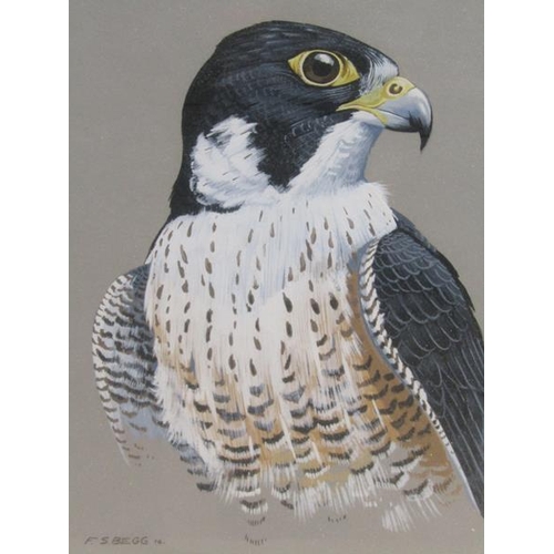 1249 - FS BEGG - THREE ORNITHOLOGICAL PAINTINGS - PUFFINS, THRUSH & PEREGRINE FALCON, WATERCOLOURS, EACH F/... 