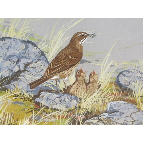 1249 - FS BEGG - THREE ORNITHOLOGICAL PAINTINGS - PUFFINS, THRUSH & PEREGRINE FALCON, WATERCOLOURS, EACH F/... 