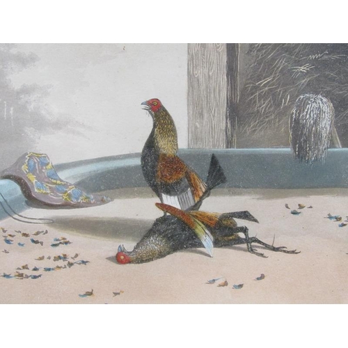 1274 - PAIR - 19C COLOURED PRINTS - COCK FIGHTING, EACH APPROX. 26CM X 31CM