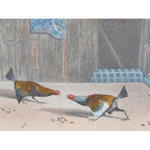 1274 - PAIR - 19C COLOURED PRINTS - COCK FIGHTING, EACH APPROX. 26CM X 31CM