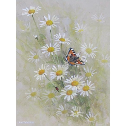 1123 - D A TURNBULL - SMALL TORTOISESHELL, GOUACHE, SIGNED, F/G, 25CM X 20CM