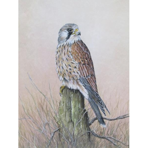 1124 - JOHN STRAW - KESTREL, SIGNED WATERCOLOUR, F/G, 44CM X 36CM