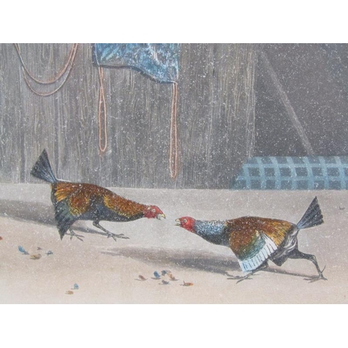 1188 - TWO COCK FIGHTING PRINTS