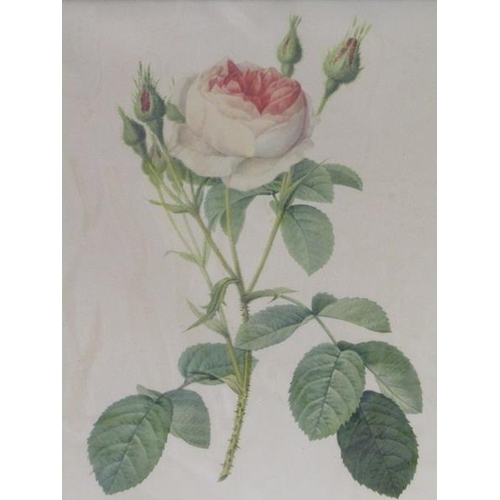 1129 - F/G COLOURED PRINTS - ROSES, EACH 34CM X 23CM