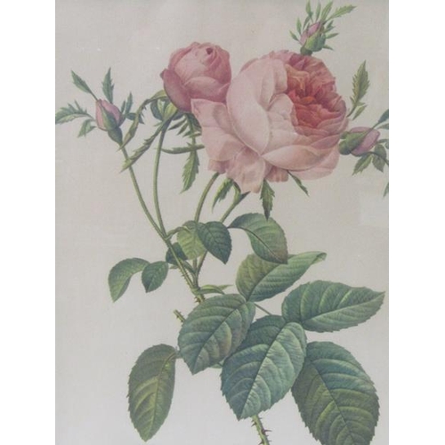 1129 - F/G COLOURED PRINTS - ROSES, EACH 34CM X 23CM