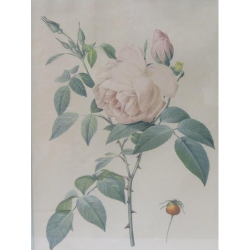 1129 - F/G COLOURED PRINTS - ROSES, EACH 34CM X 23CM