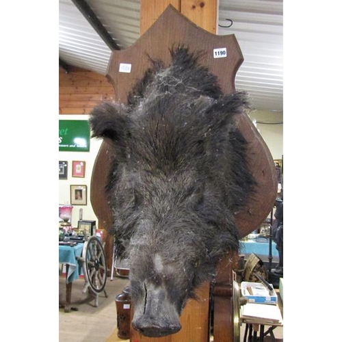 1190 - MOUNTED TAXIDERMY, LARGE WILD BOAR HEAD - 62cms L