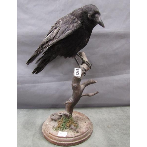 1247 - TAXIDERMY CROW MOUNTED ON A BRANCH - 49cms H